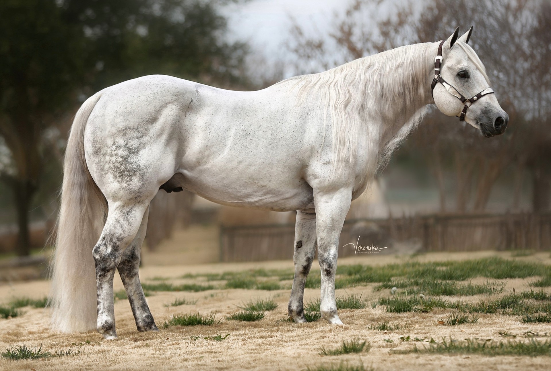 Champion grey performance horse